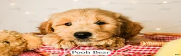 Goldendoodle dogs for sale: Pooh Bear - Ad 3