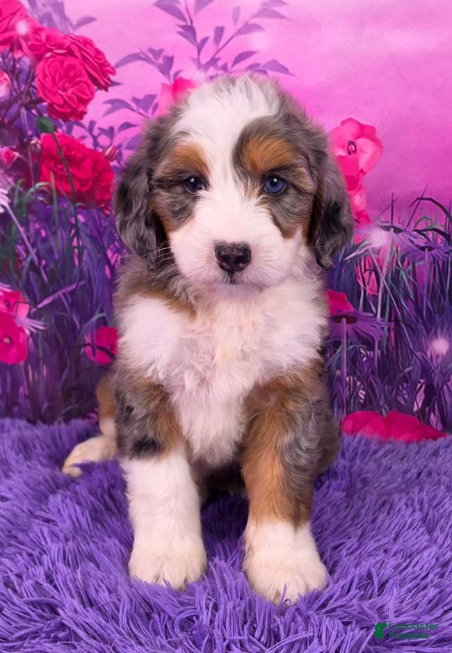 Mini Bernedoodle dogs Caesar - Ad 1
