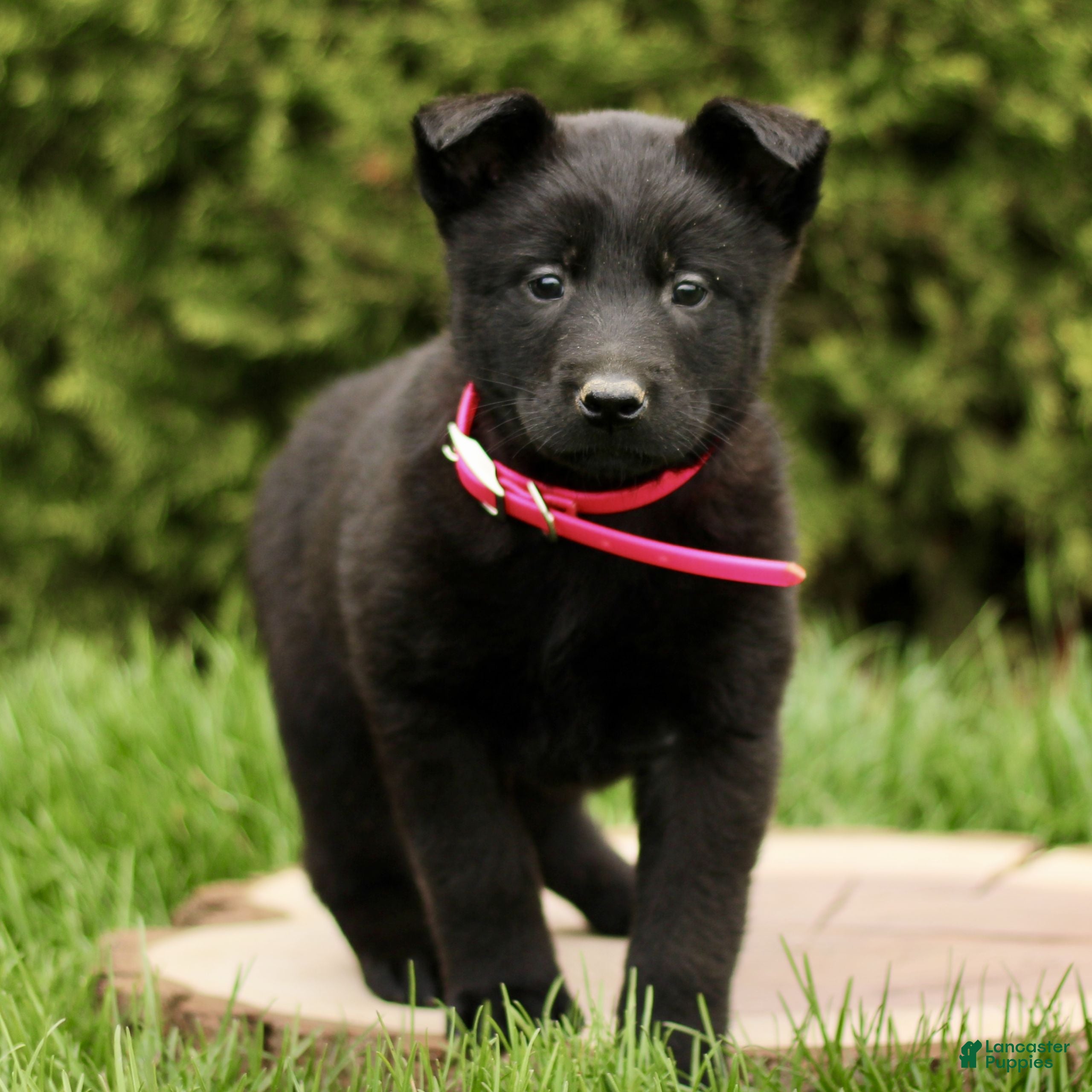 Belgian Malinois dogs Sydney  - Ad 1