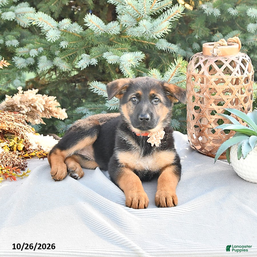 German Shepherd dogs for sale: Pumpkin Von Felde - Ad 1