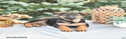 German Shepherd dogs for sale: Pumpkin Von Felde - Ad 1