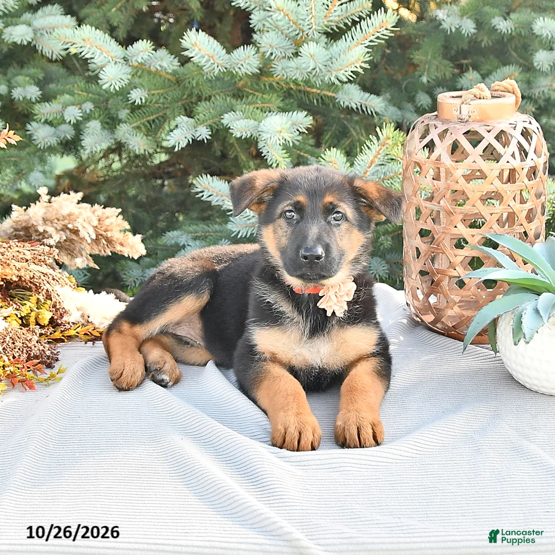 German Shepherd dogs for sale: Pumpkin Von Felde - Ad 1