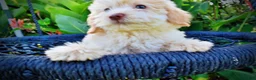 Havapoo dogs for sale: Daisy - Ad 4