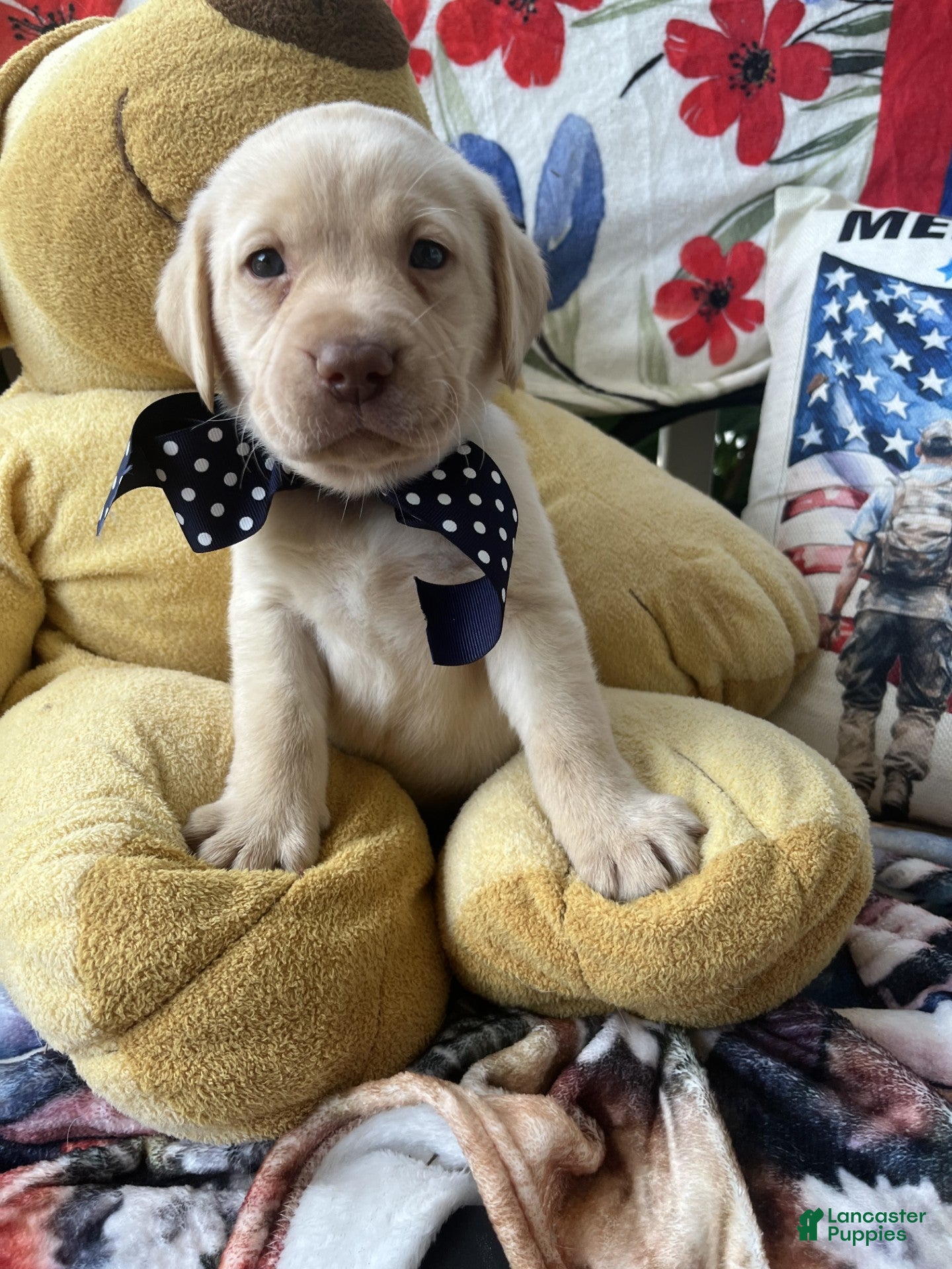 Labrador Retriever dogs Barney - Ad 1