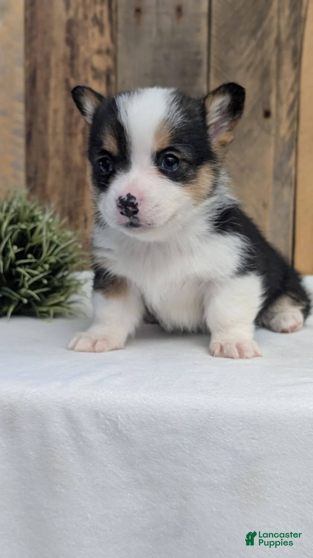 Welsh Corgi Pembroke dogs for sale: Felicity  - Ad 8