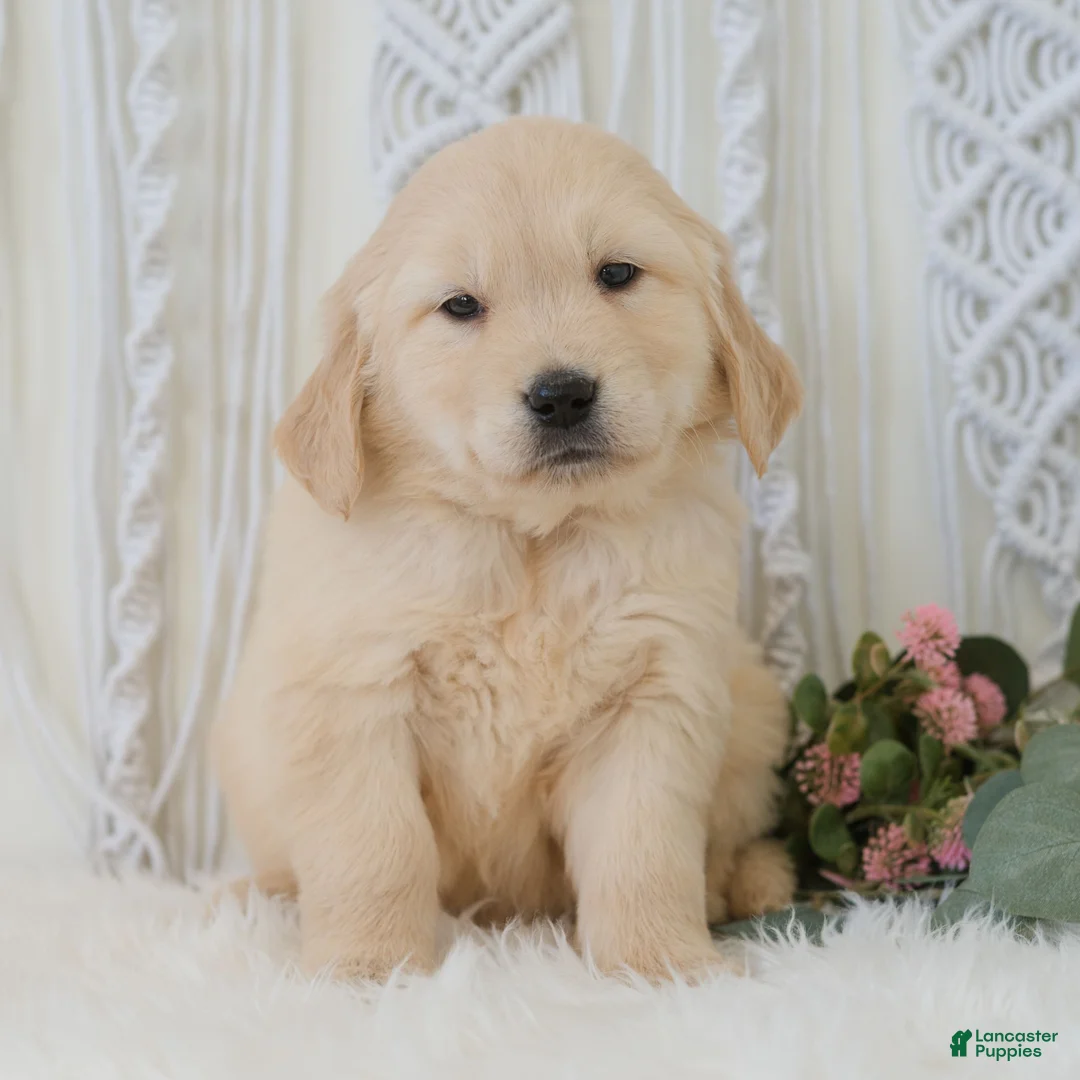Golden Retriever dogs for sale: Scar  - Ad 2