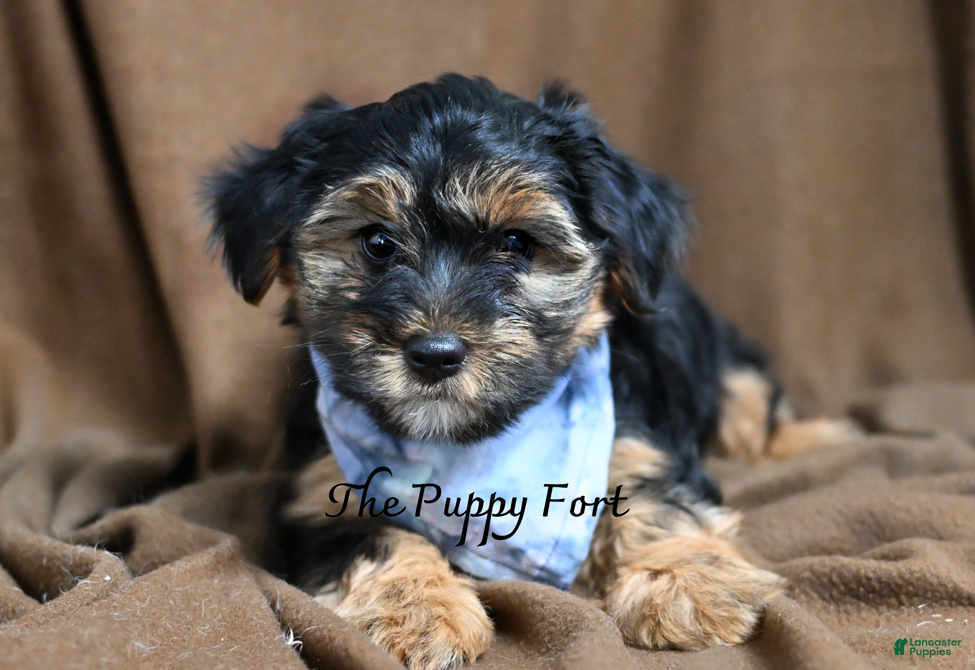 Yorkshire Terrier dogs Rocky  - Ad 1