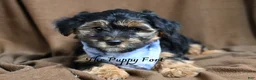 Yorkshire Terrier dogs for sale: Rocky  - Ad 1
