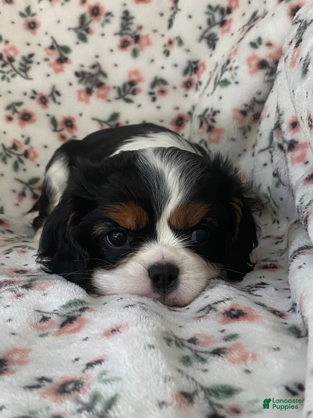 Cavalier King Charles Spaniel dogs for sale: Miracle - Ad 24