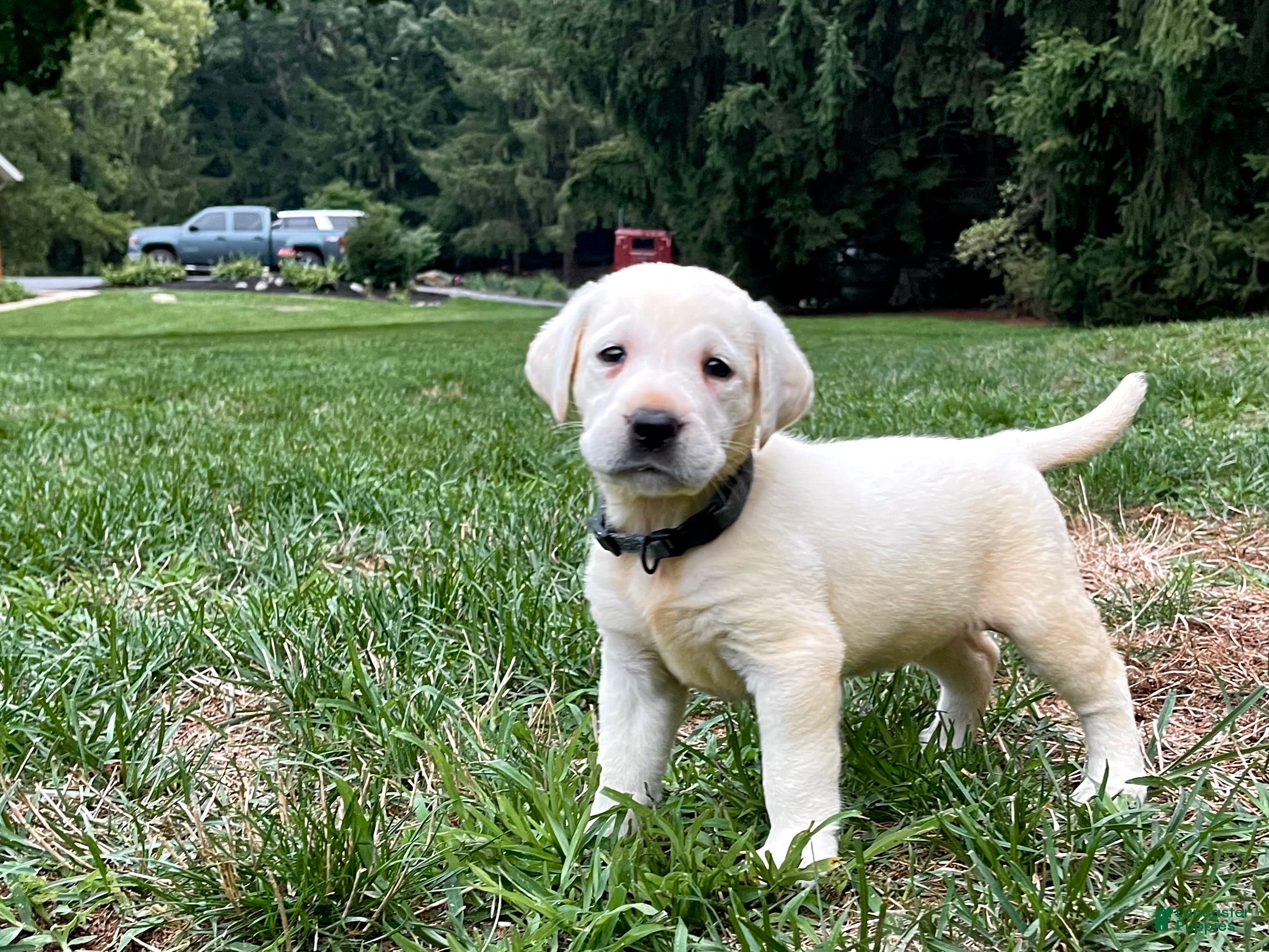 Labrador Retriever dogs Gracie - Ad 1