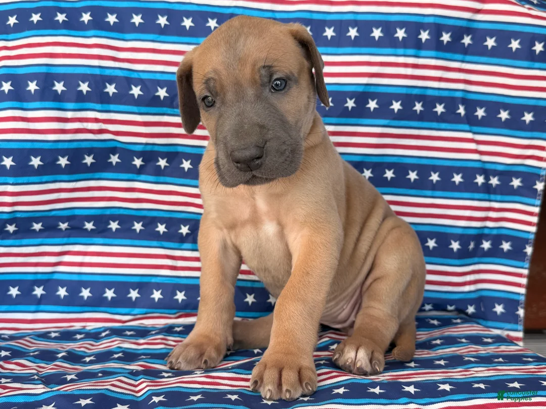 Great Dane dogs for sale: Patience Great Dane  - Ad 2