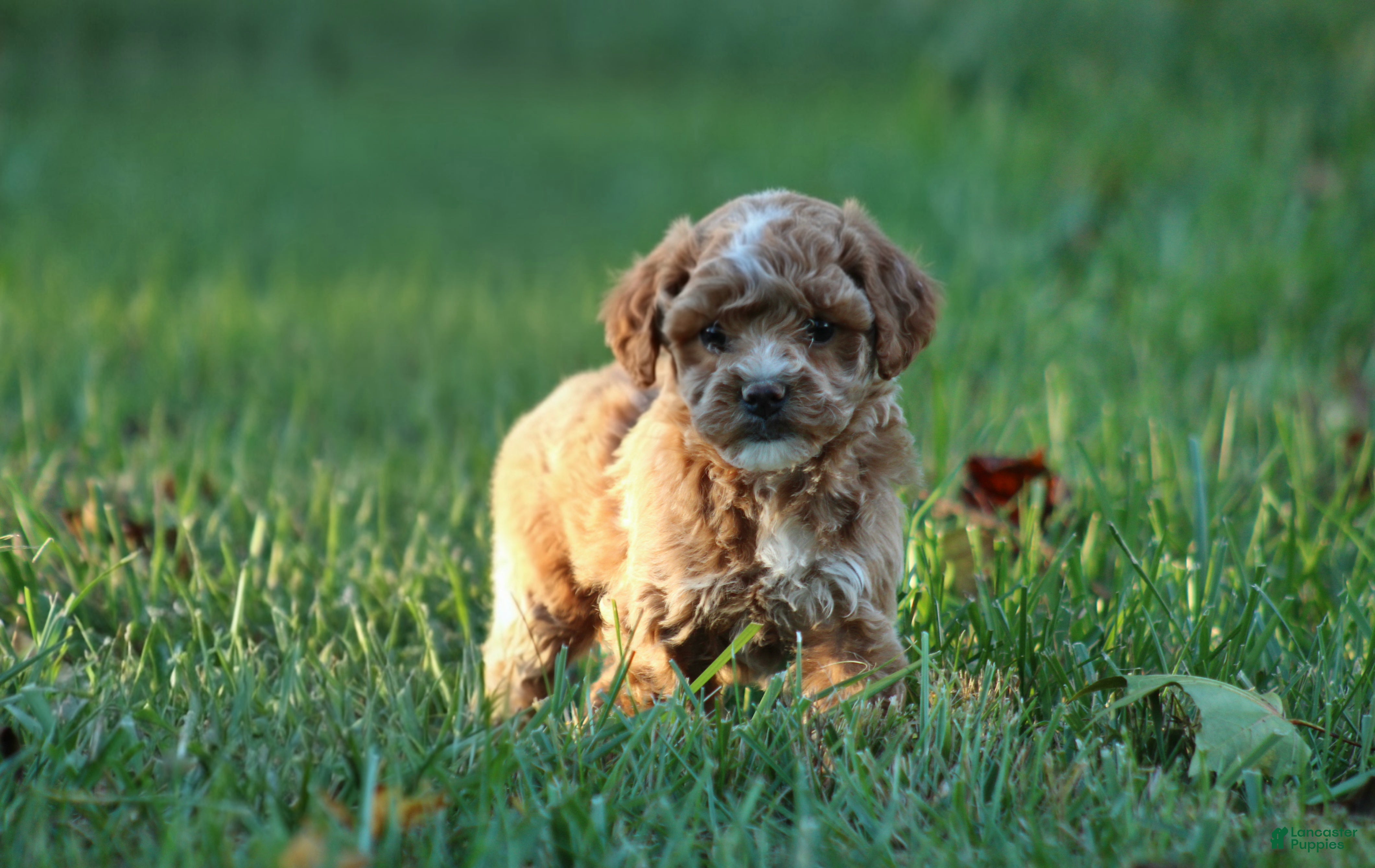 Bichpoo dogs for sale: Bailey - Ad 1