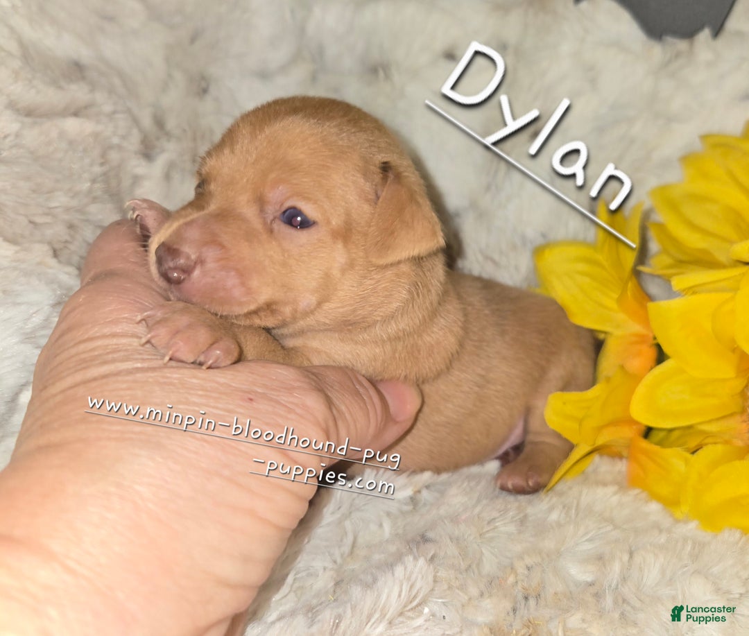 Miniature Pinscher dogs for sale: Dylan, stag chocolate merle - Ad 7
