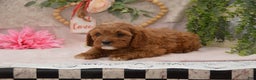 Cavapoo dogs for sale: Jerrick - Ad 3