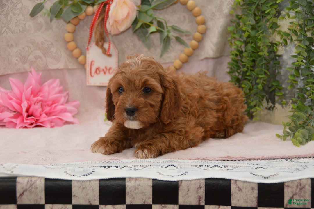 Cavapoo dogs for sale: Jerrick - Ad 3