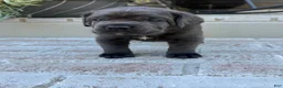 Cane Corso dogs for sale: Cane Corso grey collar - Ad 2