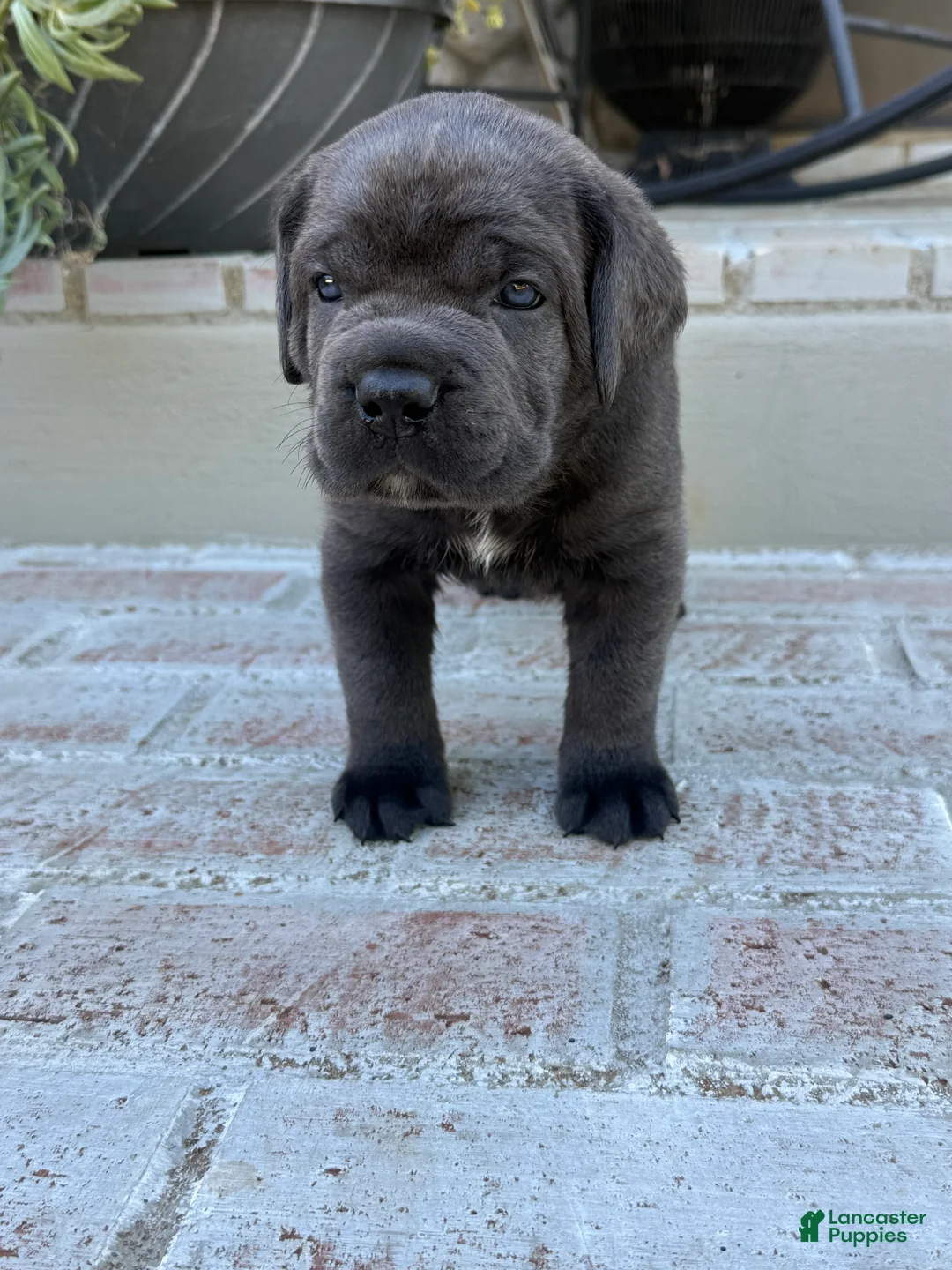Cane Corso dogs for sale: Cane Corso grey collar - Ad 2