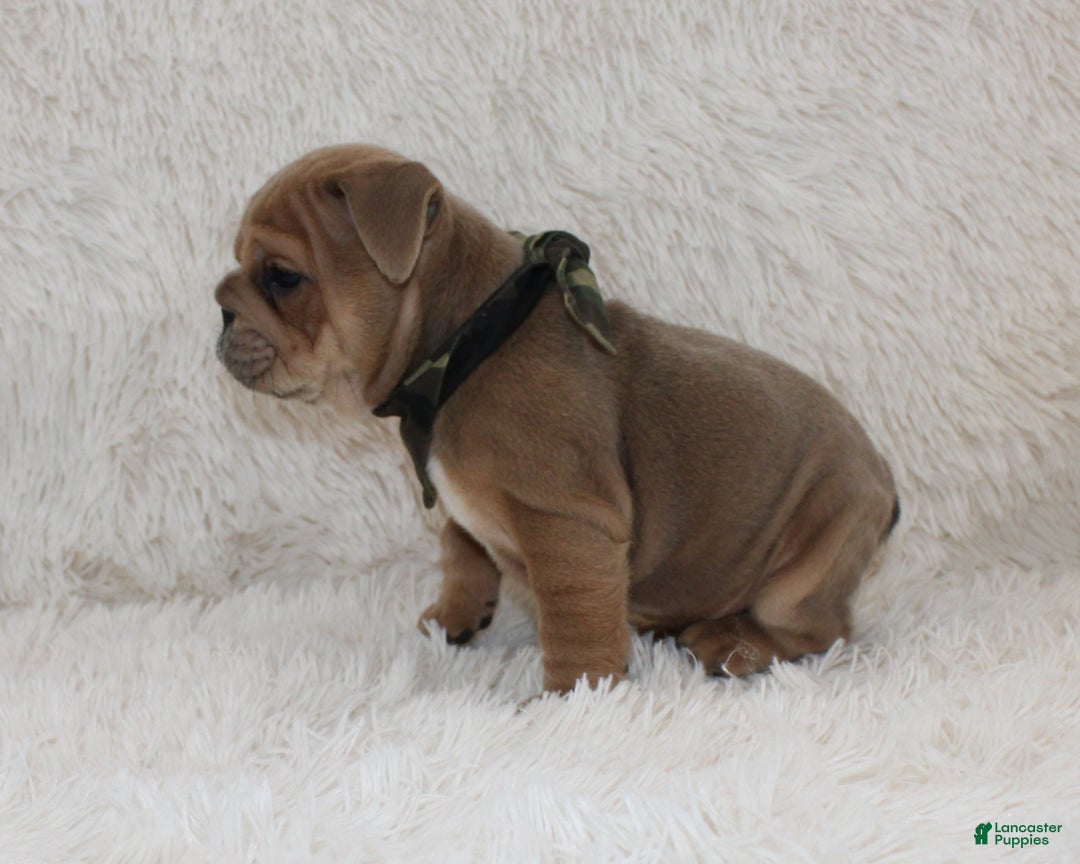 English Bulldog dogs for sale: Cash - Ad 9
