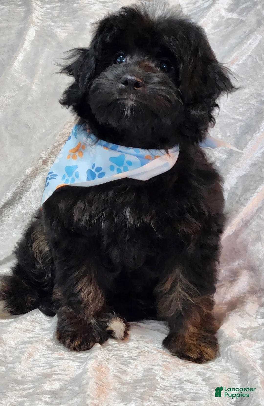 Mini Goldendoodle dogs for sale: Rocco - Ad 2