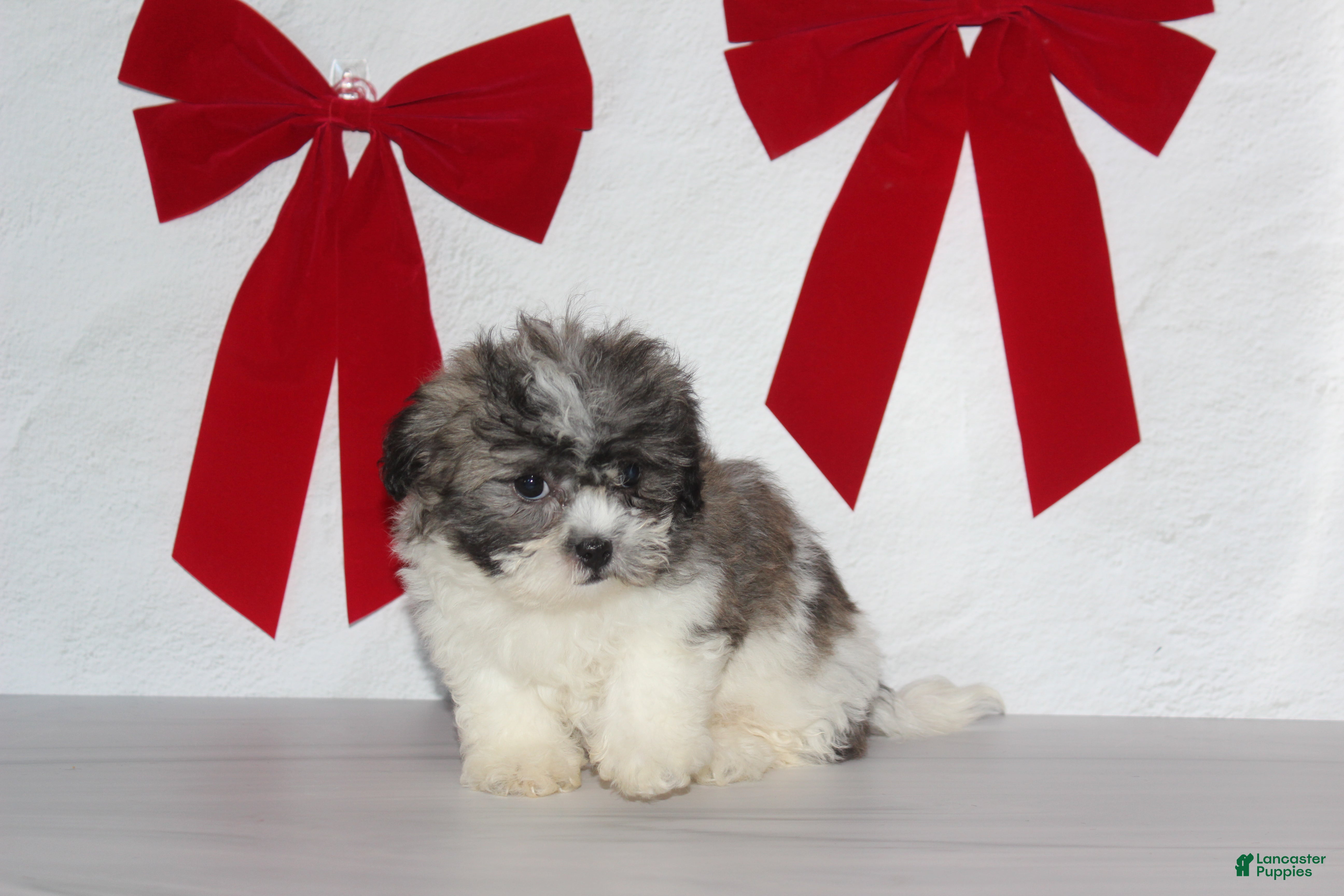 Teddy Bear dogs for sale: Ophelia - Ad 2