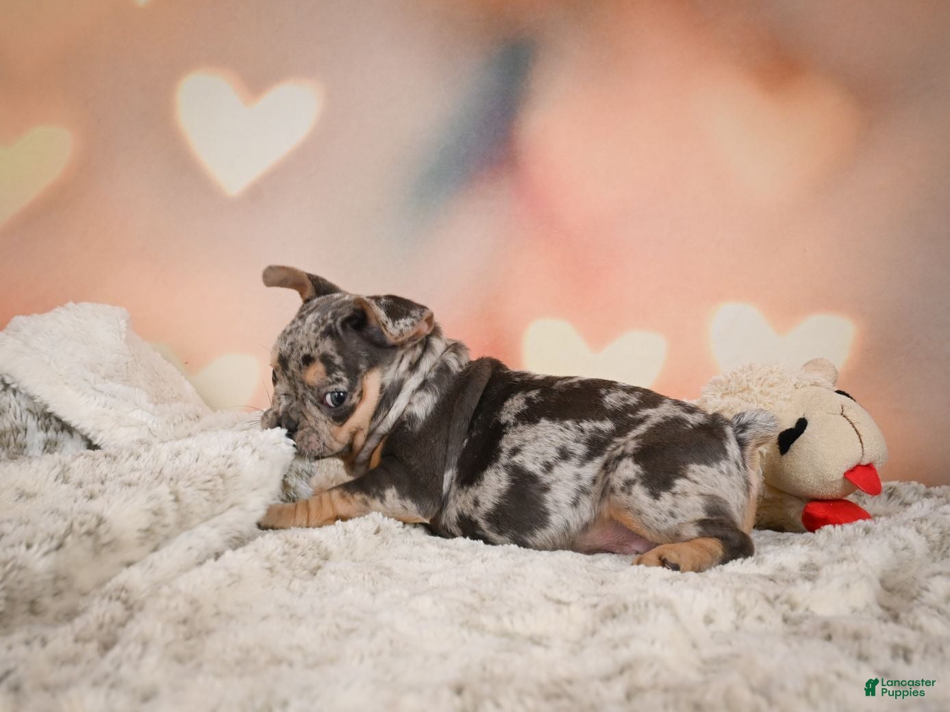 French Bulldog dogs Abby - Ad 2