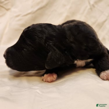 Mini Aussiedoodle dogs for sale: Lottie_Female Tri-Color - Ad 10