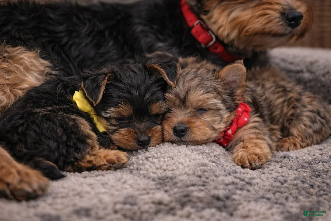 Yorkshire Terrier dogs for sale: Milo - Ad 11