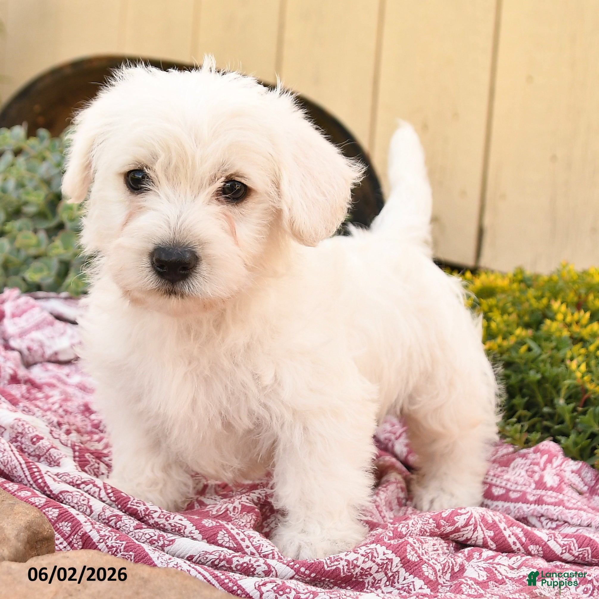Westiepoo dogs for sale: Ronald - Ad 3