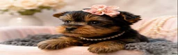 Yorkshire Terrier dogs for sale: Poppy 1.6lbs - Ad 3