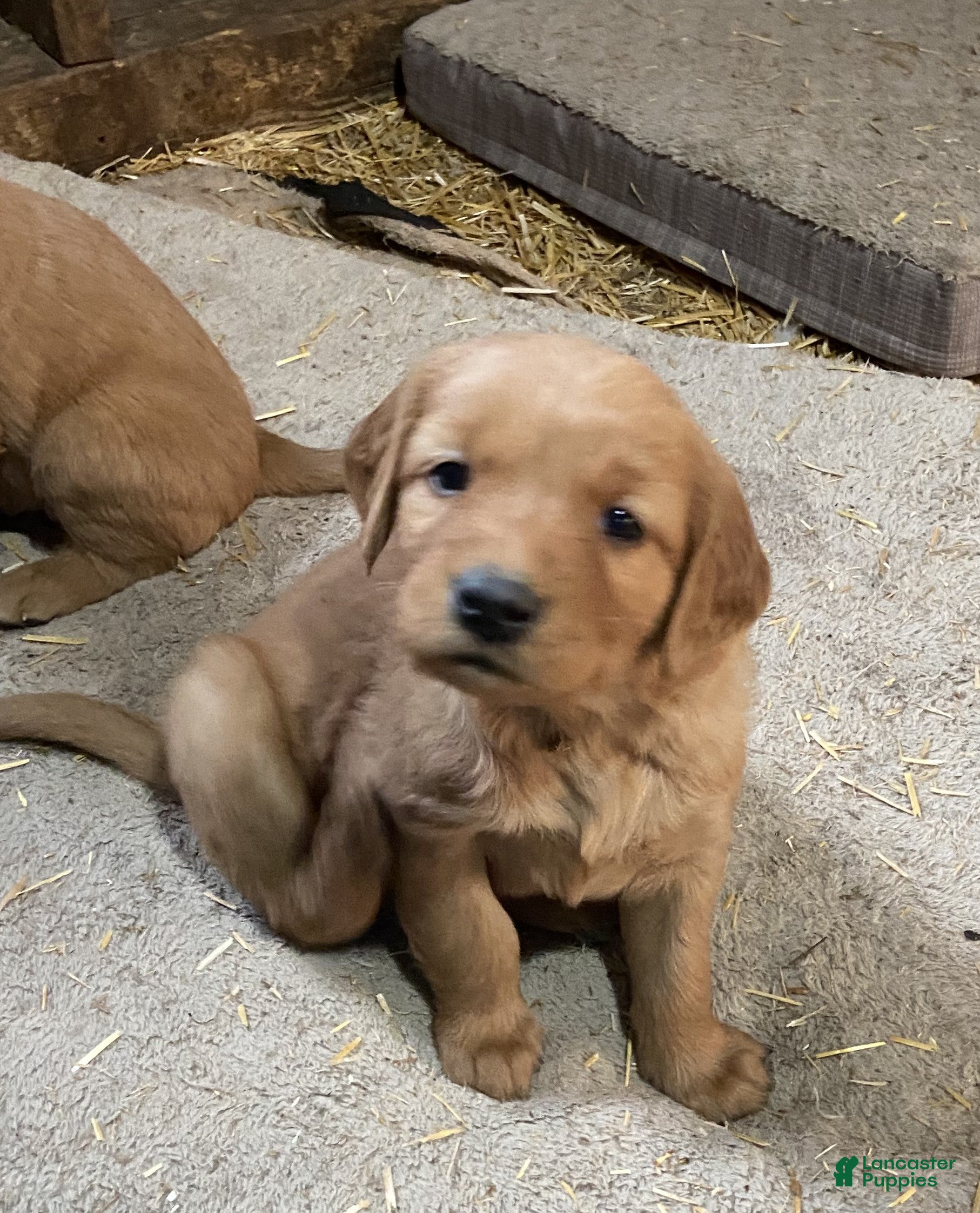 Golden Retriever dogs Golden Retriever 2 (Orange) - Ad 1