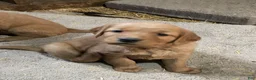 Golden Retriever dogs for sale: Golden Retriever 2 (Orange) - Ad 1