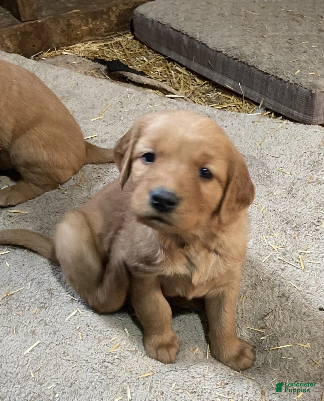 Golden Retriever dogs for sale: Golden Retriever 2 (Orange) - Ad 1