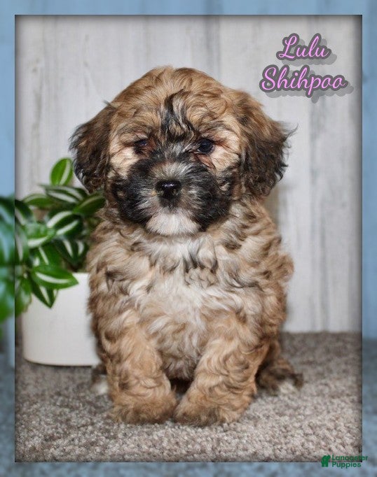 Shihpoo dogs Lulu - Ad 1