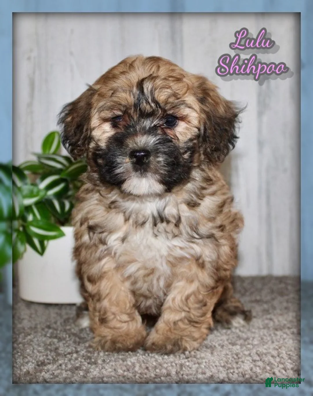Shihpoo dogs for sale: Lulu - Ad 1