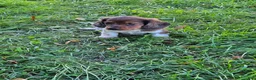Miniature Dachshund dogs for sale: Rocket - Ad 6