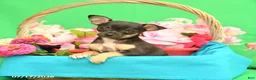 Chihuahua dogs for sale: Fancy - Ad 3