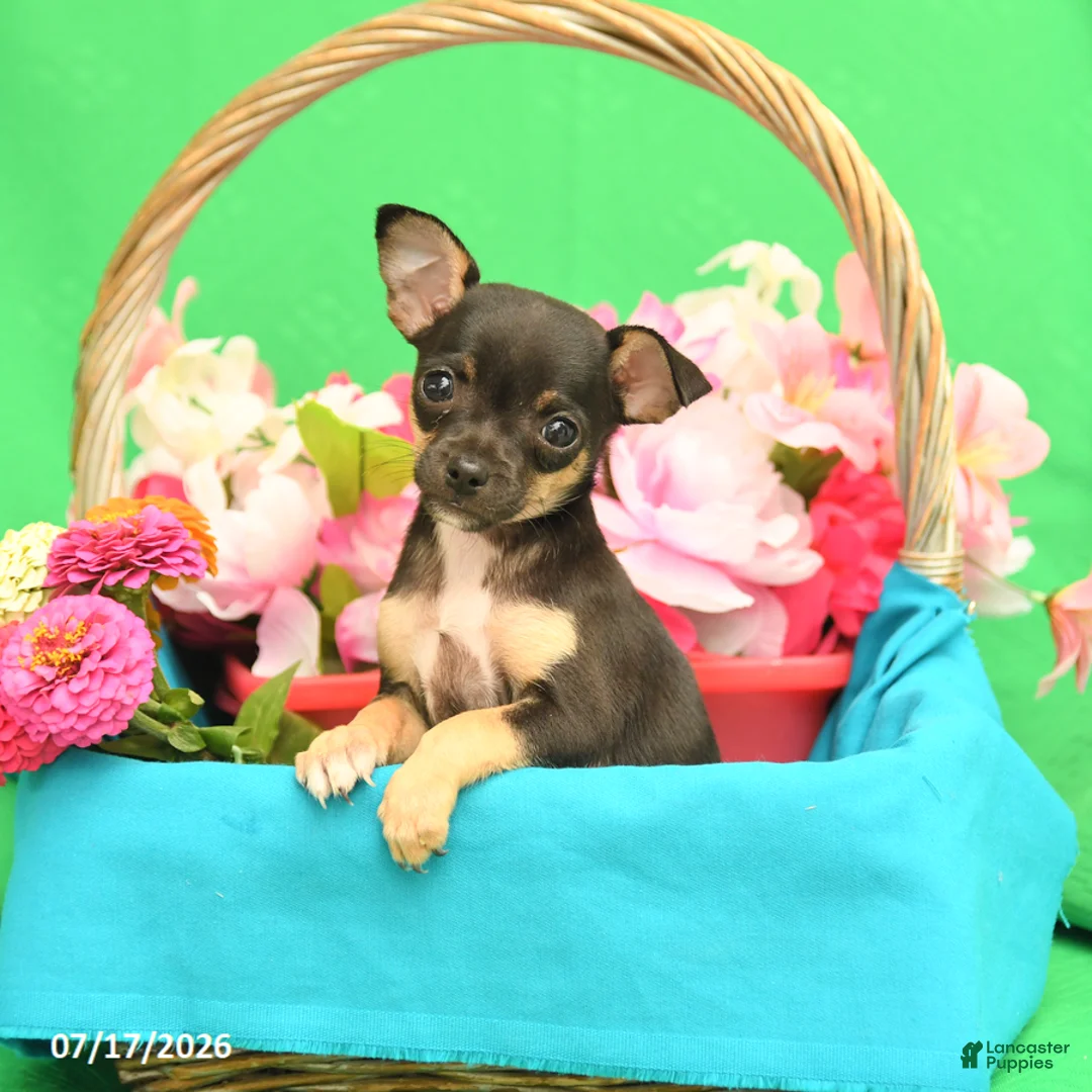 Chihuahua dogs for sale: Fancy - Ad 3