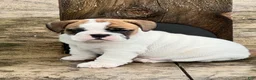English Bulldog dogs for sale: Kiki - Ad 4