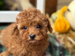 Havapoo dogs - Ad 9