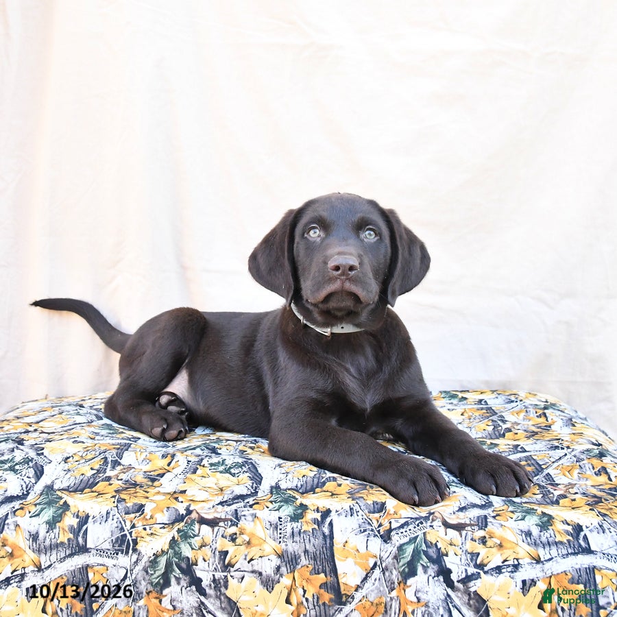 Labrador Retriever dogs Hershey - Ad 2