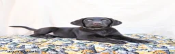 Labrador Retriever dogs for sale: Hershey - Ad 2