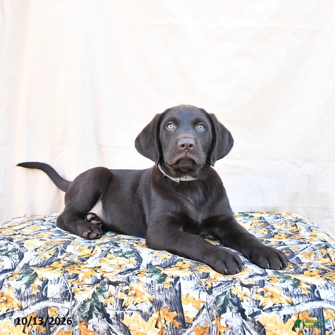 Labrador Retriever dogs for sale: Hershey - Ad 2