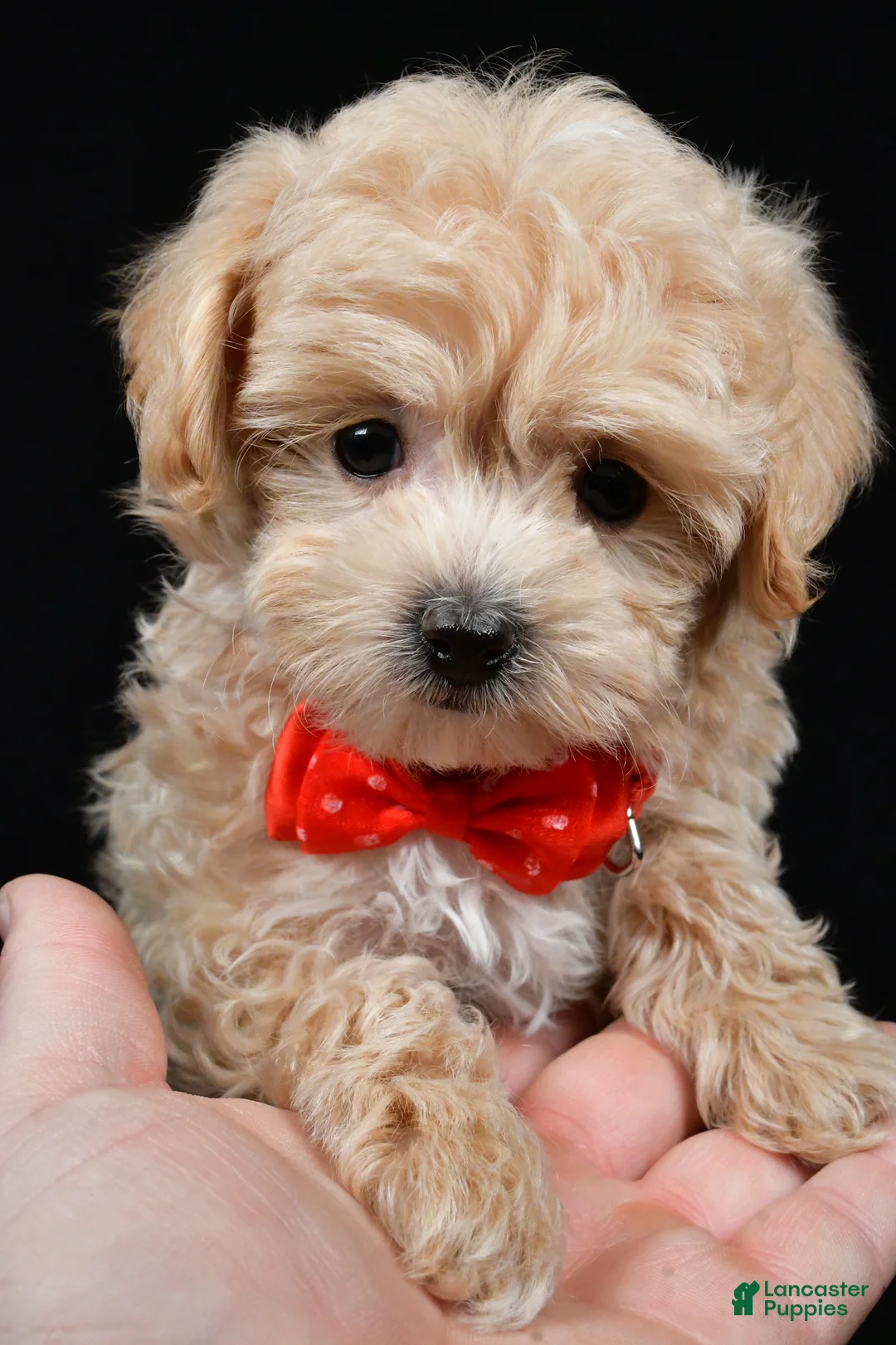 Maltipoo dogs for sale: Joey - Ad 7