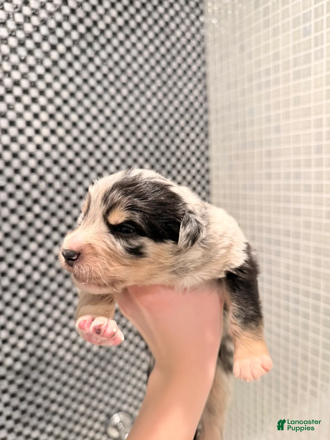 Australian Shepherd dogs for sale: Chanel - Ad 2