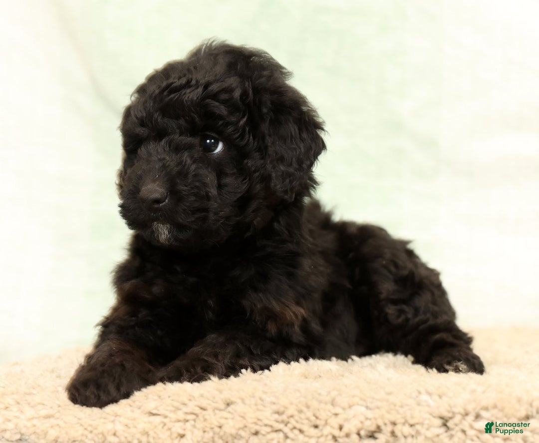 Mini Aussiedoodle dogs for sale: Benny - Ad 5