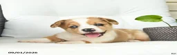 Welsh Corgi Pembroke dogs for sale: Boston  - Ad 5