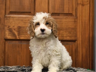 Shihpoo dogs Hunter - Ad 12