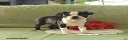 Boston Terrier dogs for sale: Oliana - Ad 1