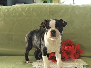 Boston Terrier dogs Oliana - Ad 13