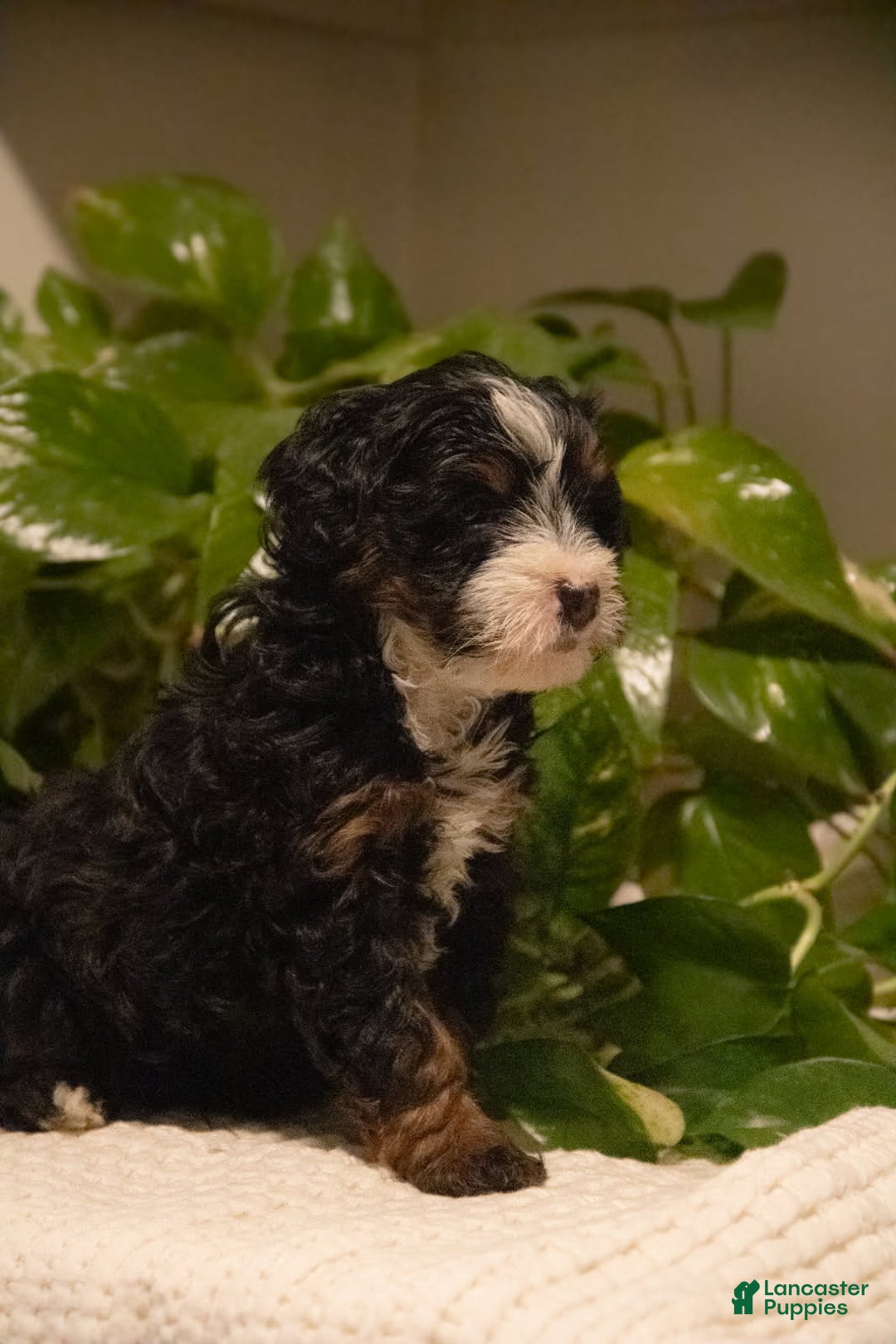 Mini Bernedoodle dogs for sale: Trinity - Ad 2